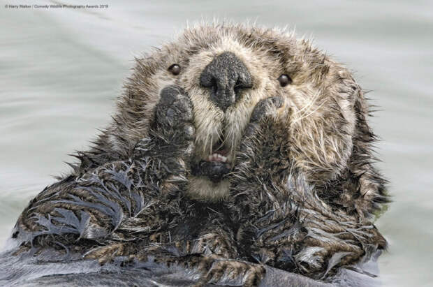 Призеры конкурса фотографий Comedy Wildlife Photography Awards 2019