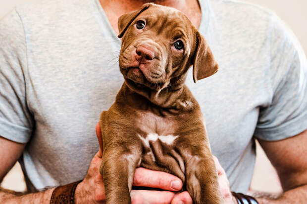 Сервис "Моспитомец" пригласил москвичей познакомиться со щенками городских приютов
