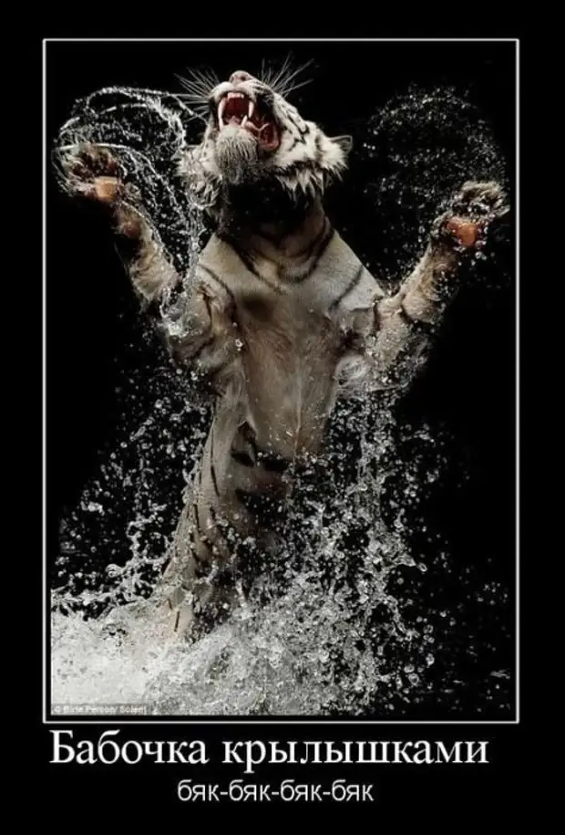 Обыкновенное чудо миронов. А бабочка крылышками бяк-бяк-бяк. Крылышками бяк-бяк-бяк-бяк. Бабочка бяк бяк бяк. Бабочка с крыльями в горошек.