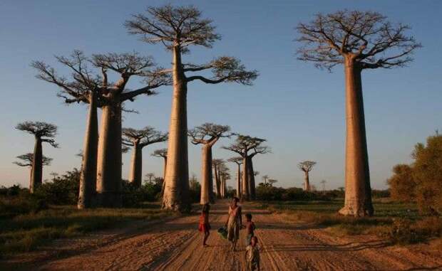 Аллея баобабов Мадагаскар Многим из местных деревьев уже перевалило за 800 лет. Баобабы умирают и уничтожаются варварскими нашествиями туристов — у вас осталось совсем немного времени, чтобы увидеть гибнущее чудо природы своими глазами.