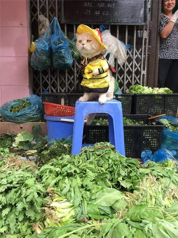 Самый очаровательный продавец рыбы,который покорит ваше сердце Вьетнам, кошки, продавец, рыба, юмор