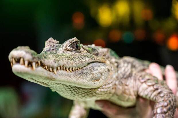 Цирк Космос