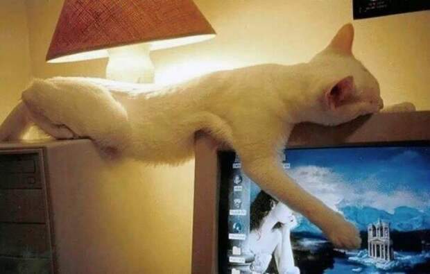 Котики, которые заснули в самых странных позах