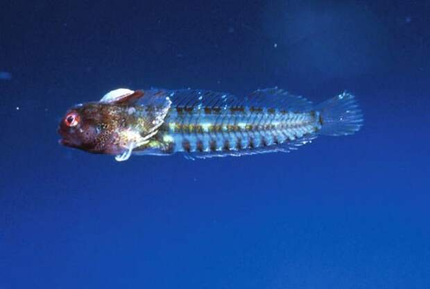 Пандемическая собачка (лат. Coralliozetus clausus) — новый вид лучепёрых рыб