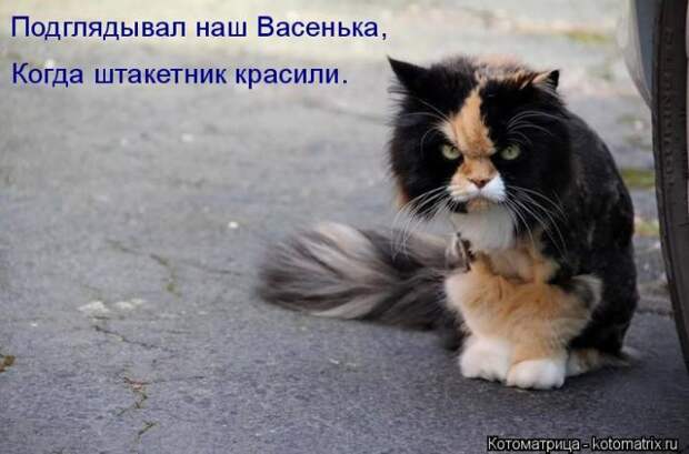 Лучшие котоматрицы недели (50 фото)