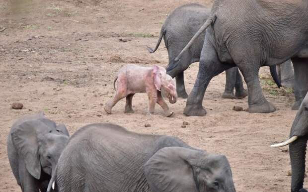 Туристы обнаружили в национальном парке слоненка-альбиноса альбиносы, живое чудо, животные, слоны