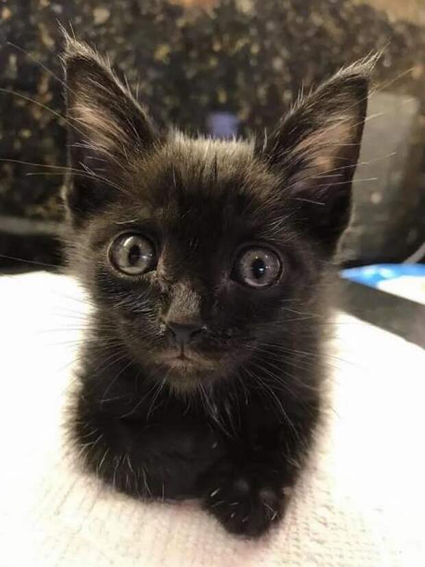 черный котенок