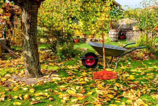 Октябрь на даче - что надо сделать в саду и на огороде