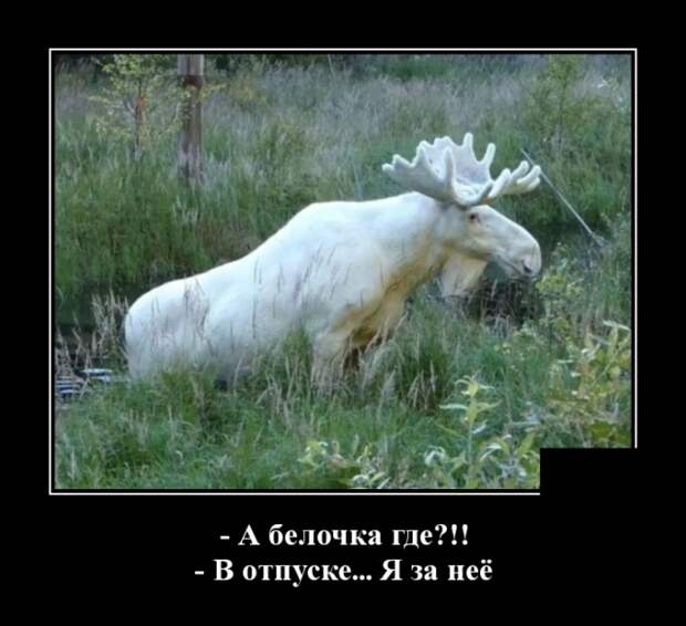 Демотиваторы смешные