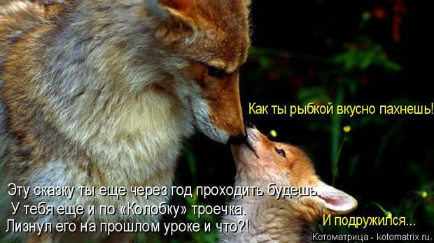 Лучшие котоматрицы недели (50 фото)