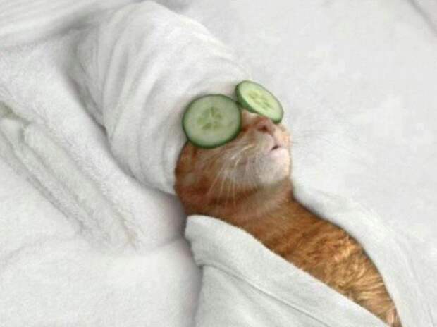 Кошка красива и без косметики животные, коты, прикол, юмор