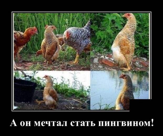 demotivatory-demotivator-smeshnye-demotivatory-demotivator-so-smyslom