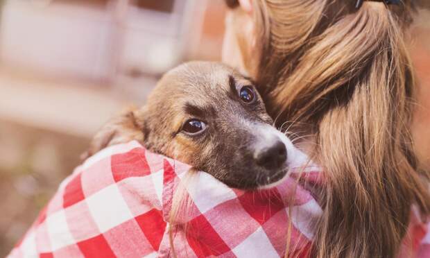 Грумер для собак рассказала об отличительном знаке питомцев, которых действительно любят