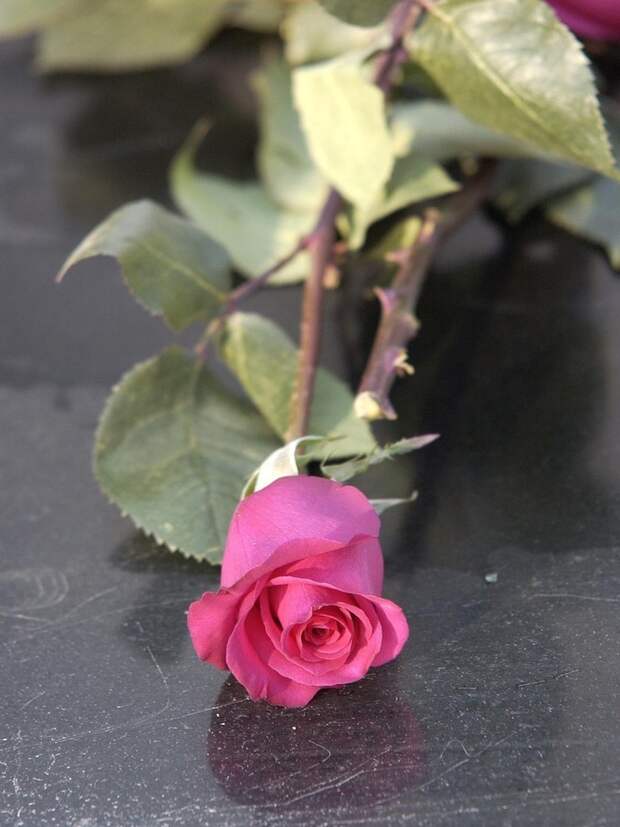 29-летняя россиянка, впавшая в кому после удаления зуба в Таиланде, скончалась в московской клинике