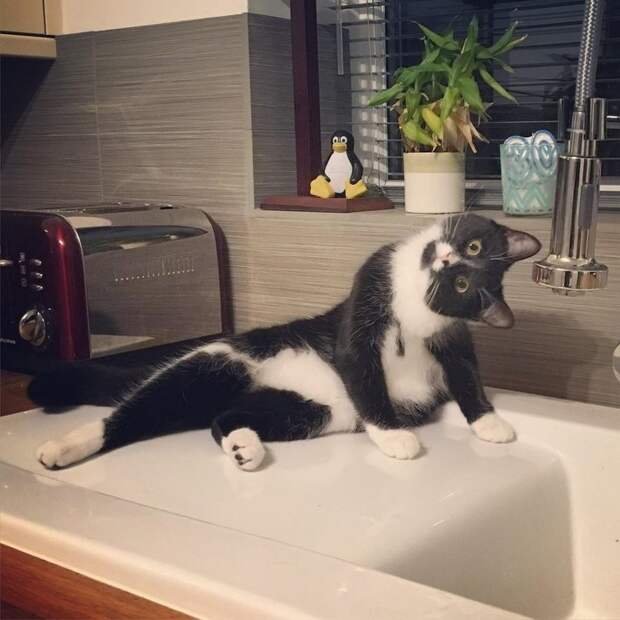 Коты тоже попадают в странные ситуации