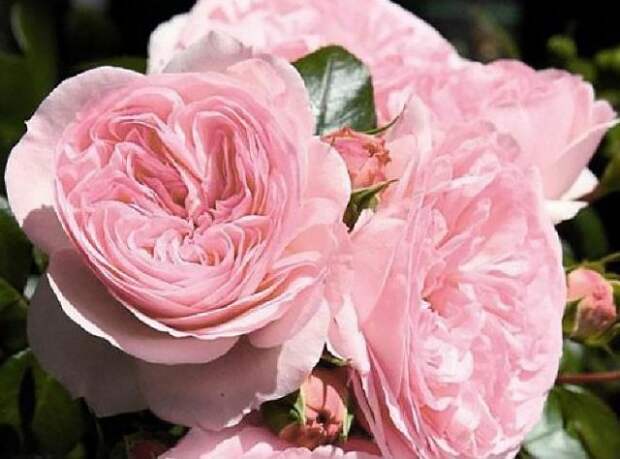 розовые розы лучшие сорта