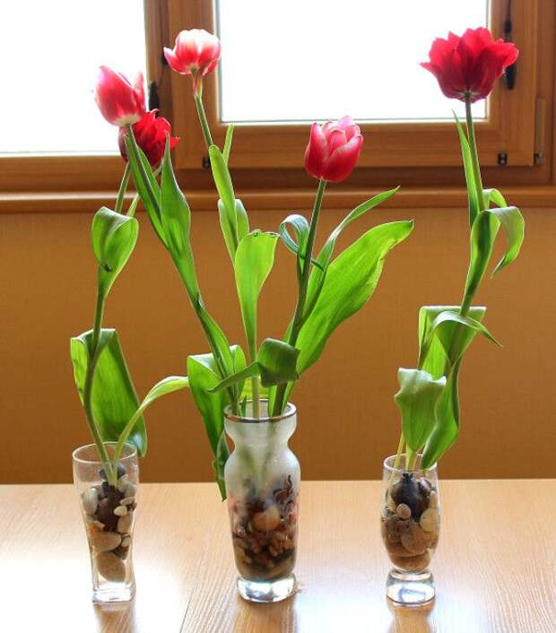 Можно ли посадить подаренные тюльпаны. Тюльпаны в горшке. Тюльпаны в вазе с луковицей. Тюльпаны в горшочке. Тюльпаны дома в горшке.