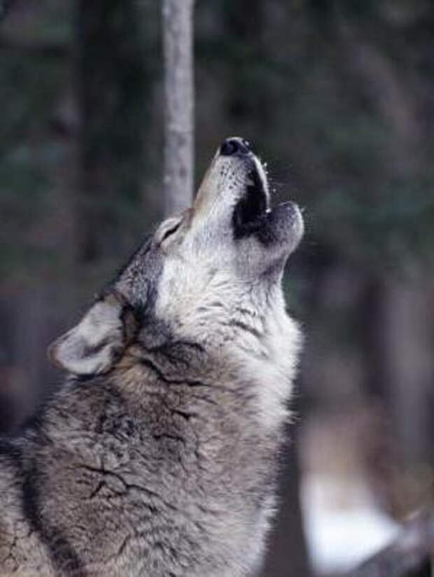 Серый проказник, или Самый большой волк в мире