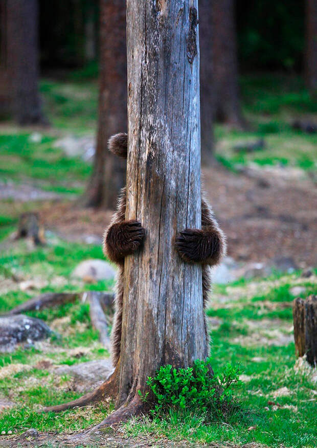 Призеры конкурса фотографий Comedy Wildlife Photography Awards 2019