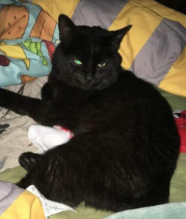 хозяин привязан к коту черный кот