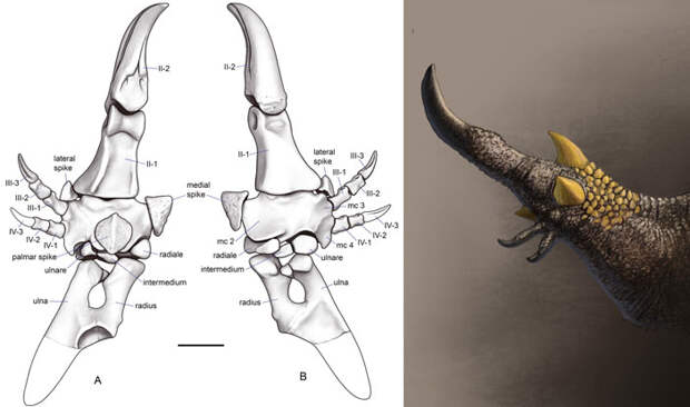Реконструированная конечность манипулоникса и ее предполагаемый прижизненный вид