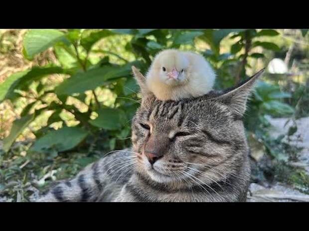Цыплята мило отдыхают на кошке, а затем к ним присоединилась собака