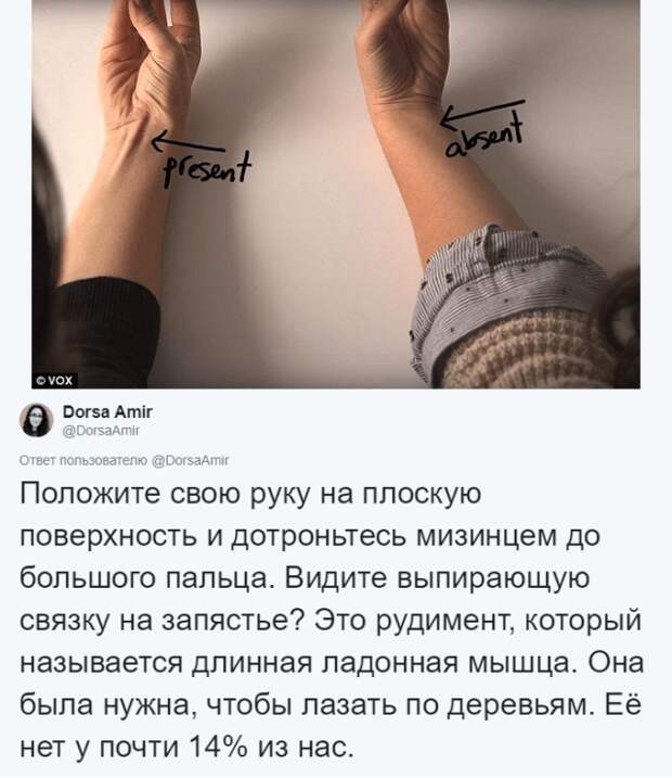 Как над нами пошутила эволюция