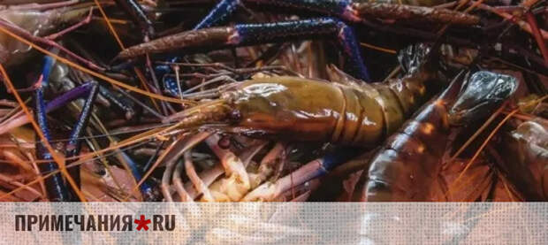Дальневосточная креветка освоила Азовское море: вылов достиг исторического максимума