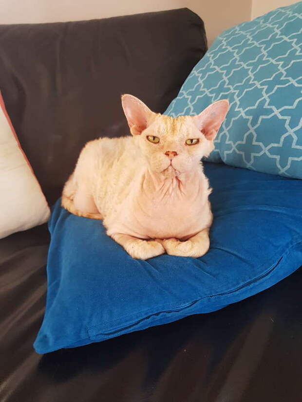 кот нашел дом кот на диване