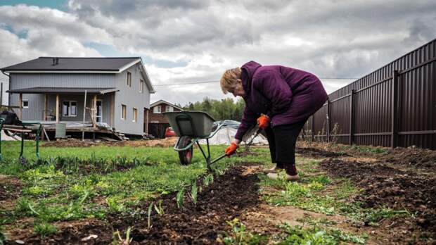 В Союзе дачников дали советы по обработке сада от вредителей