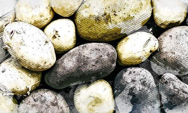 На зависть соседям: эксперты дали советы для дивного урожая картофеля