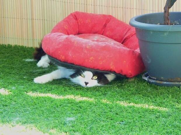 кошачья логика, коты и кошачий домик