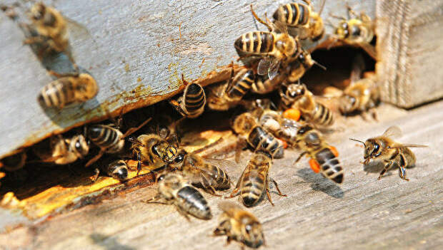 Пчеловод Тастан рассказал, кто и почему массово сжигает пчел на Западе