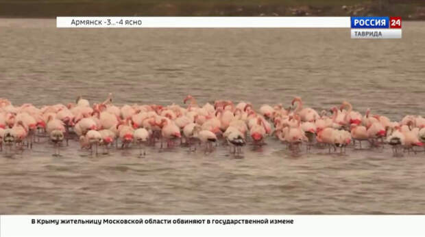 Под Феодосией замечена стая розовых фламинго