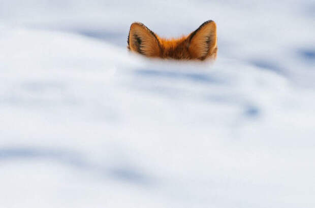 Winter Fox Photography