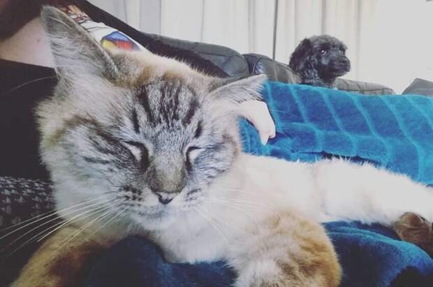 А не слишком ли коту удобно? А не слишком ли коту удобно?