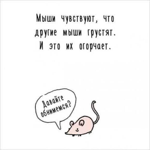 мышь