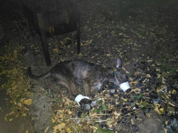 Житель Ростова спас собаку, которую собирались съесть