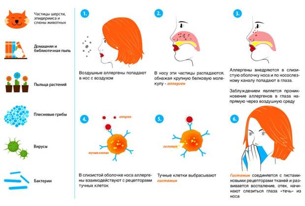 Механизм возникновения аллергической реакции
