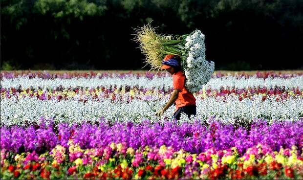 Миллионы цветов в Калифорнии осень, сбор урожая