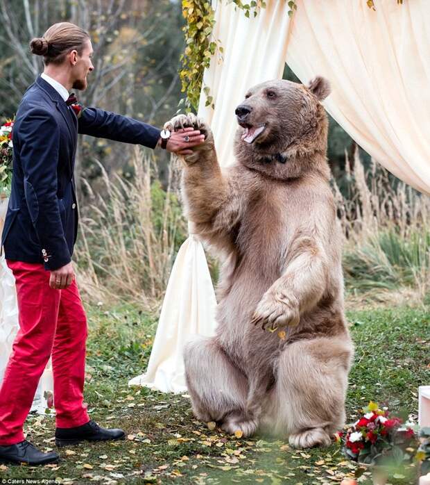 Бурый медведь по кличке Степан обручил пару молодоженов из Москвы медведь, свадьба
