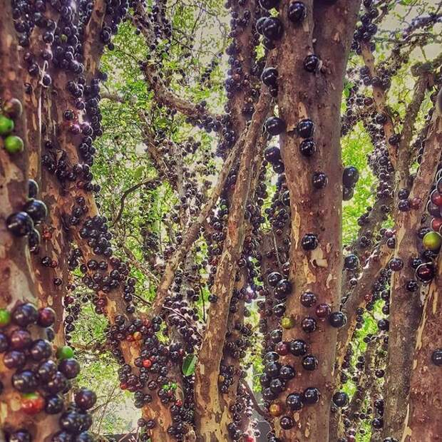 Jaboticaba winds its way around tree trunks.