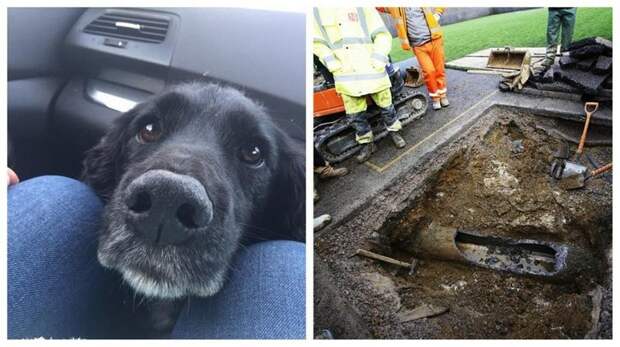Три дня спасательные службы в Великобритании боролись за жизнь пса