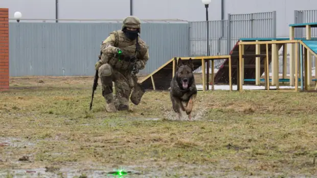 Кинологи Росгвардии приняли участие в тактико-специальных учениях в Ленобласти