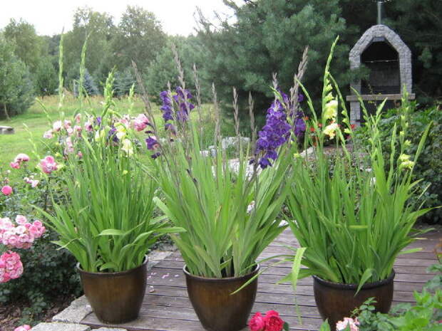 Гладиолусы в контейнерах