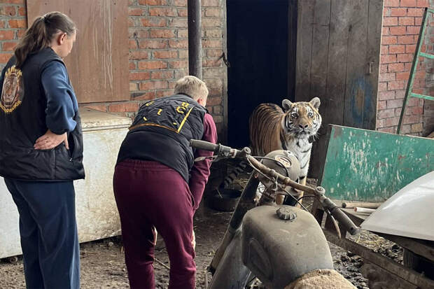 В Краснодарском крае мужчина держал в сарае тигра