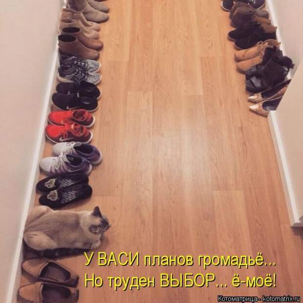 Лучшие котоматрицы недели (50 фото)