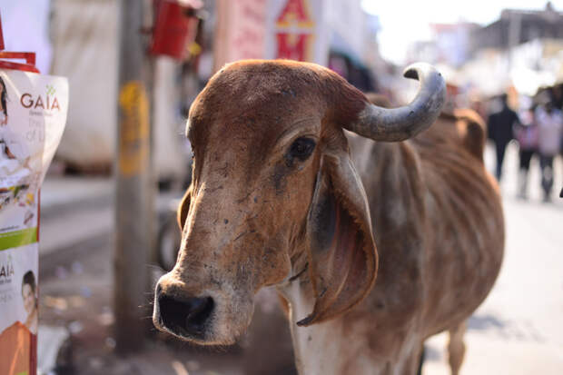 Священное животное: плюсы, минусы и подводные камни неприкосновенности коров в Индии индия, коровы, священные животные, улица, эстетика