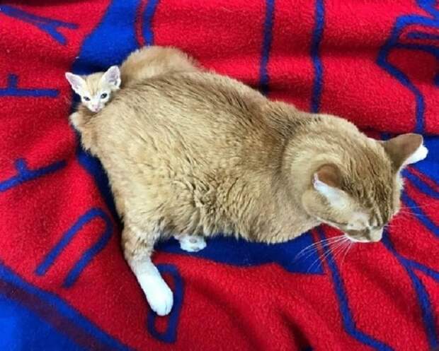 Котенок прячется за котом Котенок и кот