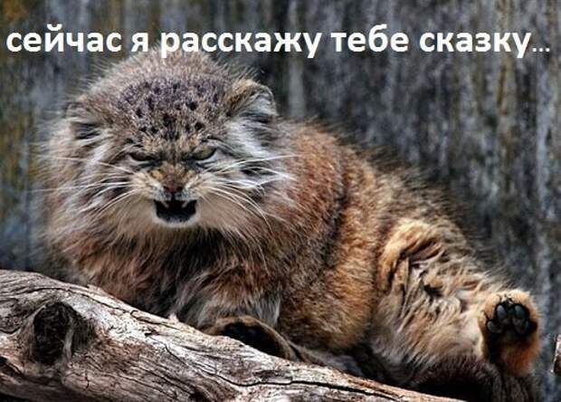 Кот Баюн и его тёмное прошлое